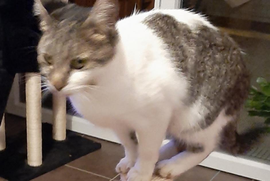 Vermisstmeldung Katze  Weiblich , 2 jahre Tournefeuille Frankreich
