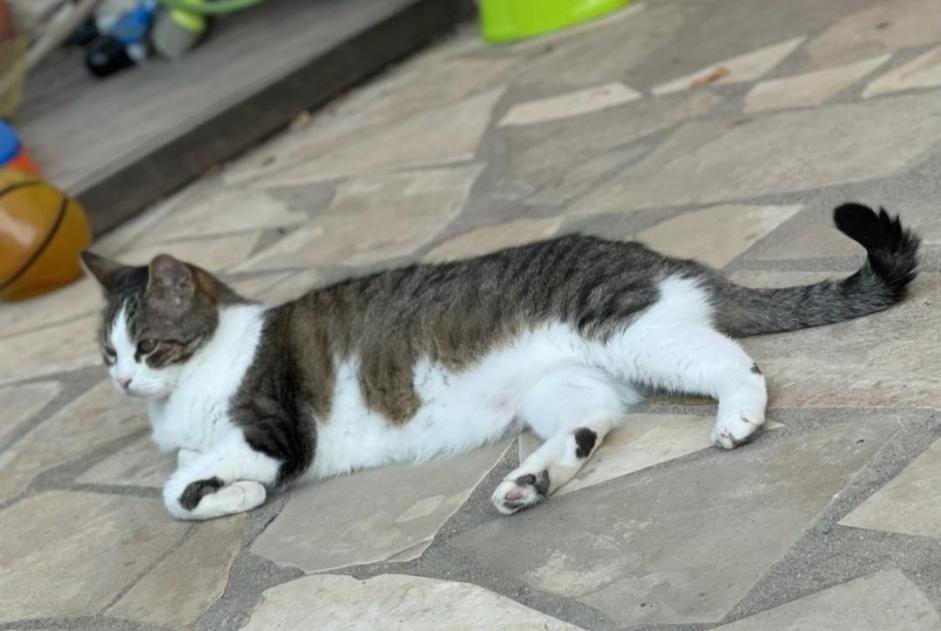 Vermisstmeldung Katze Männliche , 14 jahre Quint-Fonsegrives Frankreich