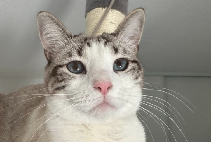 Vermisstmeldung Katze Weiblich , 1 jahre Toulouse Frankreich Vermisstmeldung Katze Weiblich , 1 jahre Toulouse Frankreich