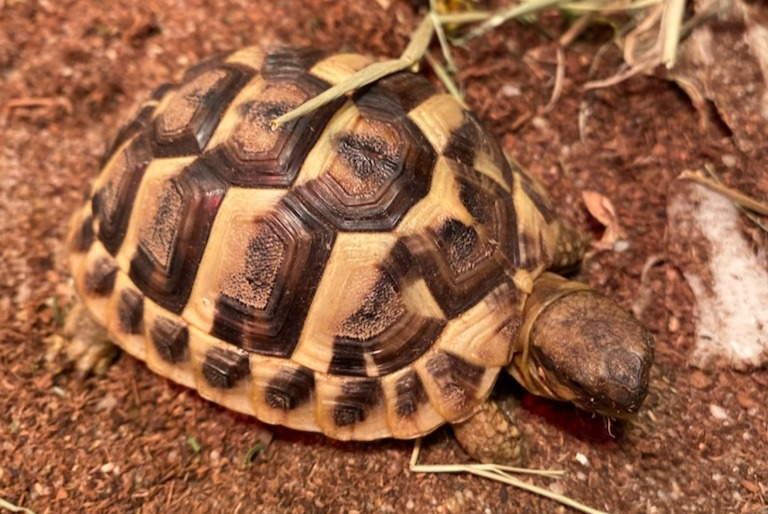 Vermisstmeldung Schildkröte Weiblich , 2025 jahre Frouzins Frankreich Vermisstmeldung Schildkröte Weiblich , 2025 jahre Frouzins Frankreich