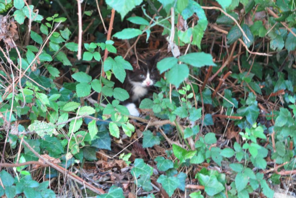 Discovery alert Cat Unknown , Between 1 and 3 months Rieux-Volvestre France
