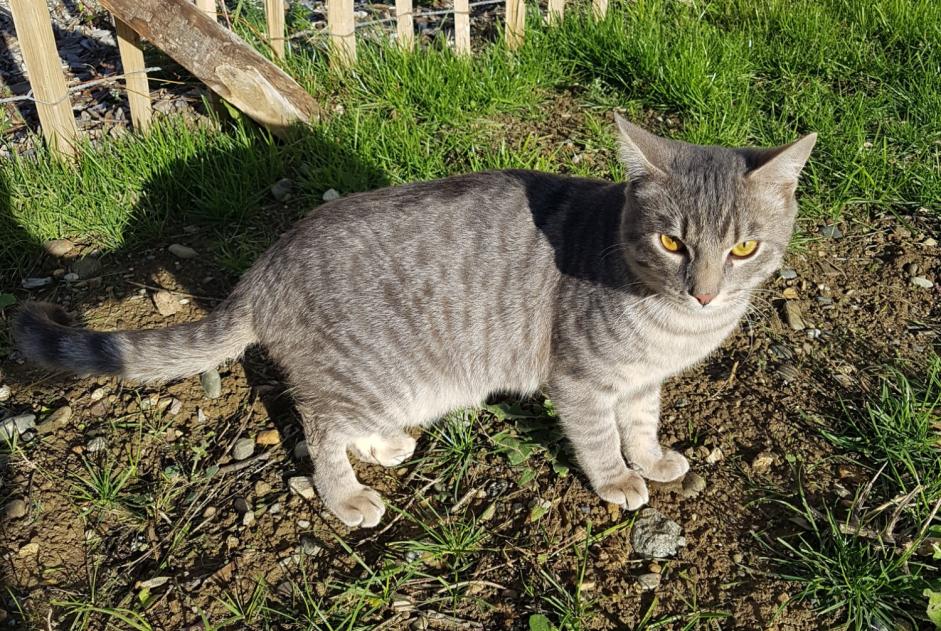 Discovery alert Cat miscegenation Male Colomiers France