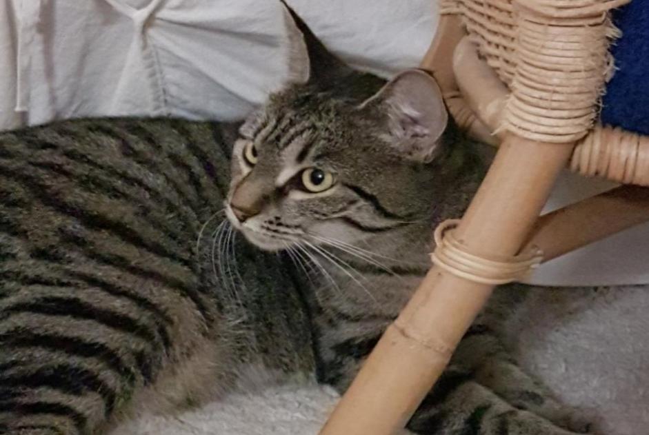 Disappearance alert Cat Female , 3 years Saint-Orens-de-Gameville France