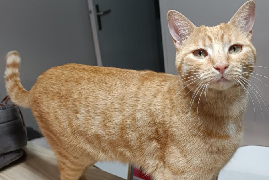 Disappearance alert Cat  Male , 2 years Toulouse France
