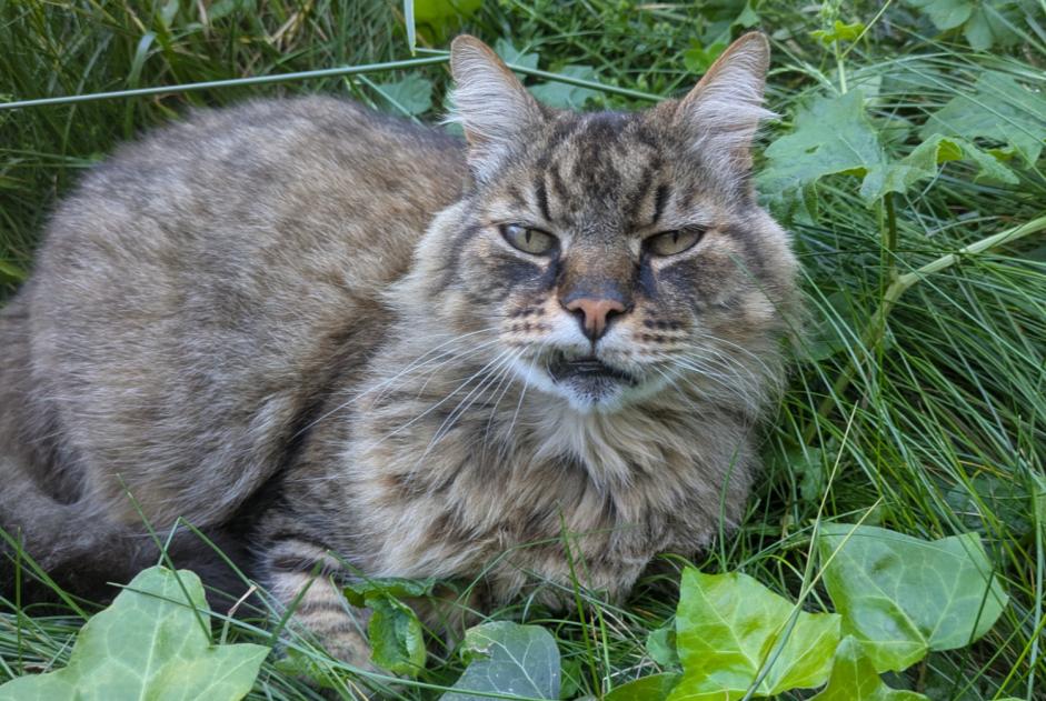 Alerta de Desaparición Gato cruce Macho , 11 años Cugnaux Francia