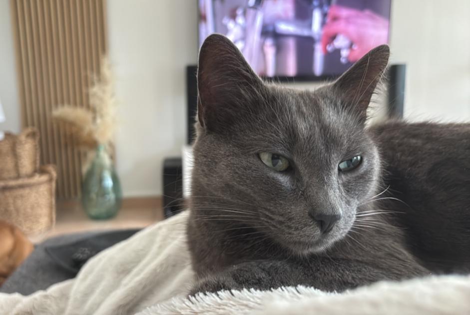 Alerta de Desaparición Gato Macho , 3 años Colomiers Francia