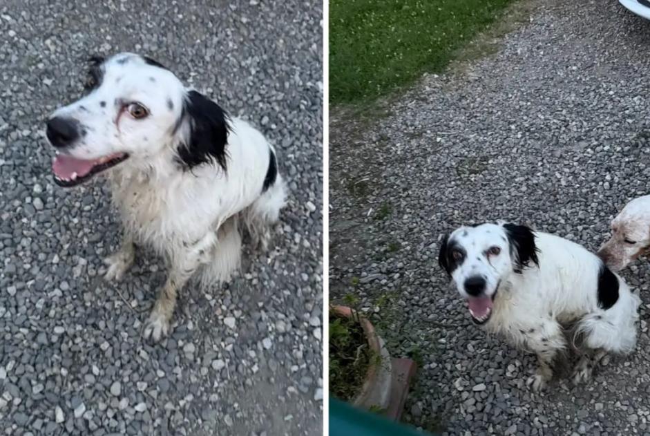 Alerta de Desaparición Perro cruce Macho , 3 años Mane Francia