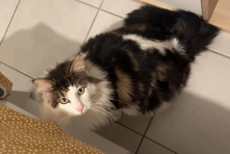 Alerte Disparition Chat croisement Mâle , 2 ans Toulouse France