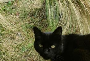 Alerte Disparition Chat  Mâle , 14 ans Flourens France