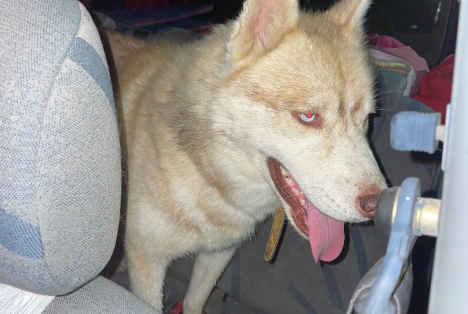 Alerte Découverte Chien Mâle Cox France Alerte Découverte Chien Mâle Cox France