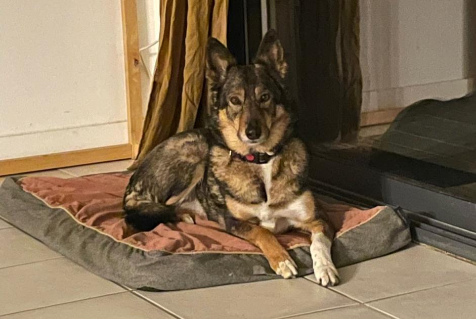 Avviso scomparsa Cane incrocio di razze Femmina , 8 anni Toulouse Francia