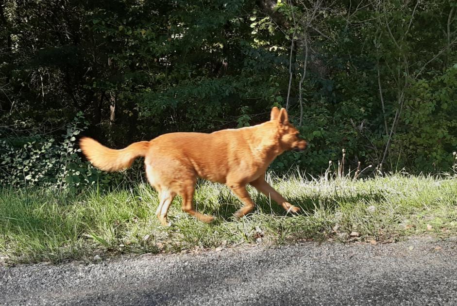 Avviso Ritrovamento Cane Non conosciuta Lacaugne Francia