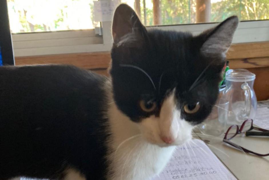 Avviso Ritrovamento Gatto Non conosciuta Labège Francia