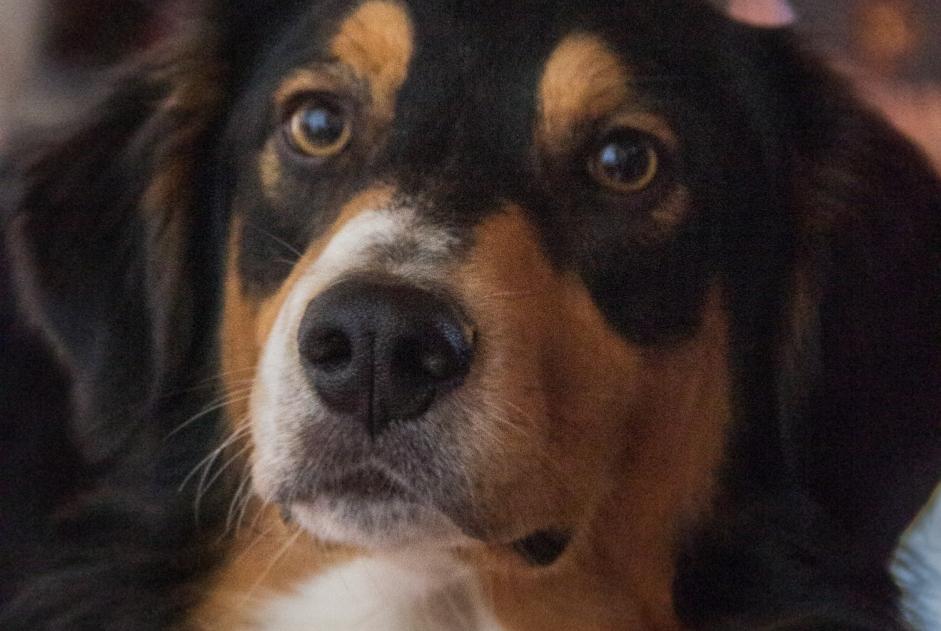 Verdwijningsalarm Hond  Mannetje , 4 jaar Puymaurin Frankrijk