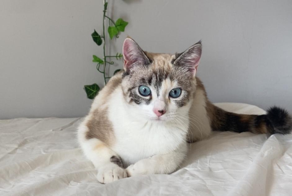 Verdwijningsalarm Kat Vrouwtje , 1 jaar Toulouse Frankrijk Verdwijningsalarm Kat Vrouwtje , 1 jaar Toulouse Frankrijk