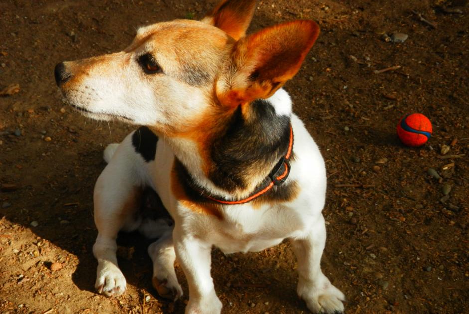 Alerta desaparecimento Cão  Fêmea , 14 anos Merville France