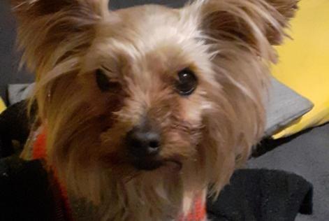 Alerta desaparecimento Cão  Fêmea , 7 anos Villefranche-de-Lauragais France