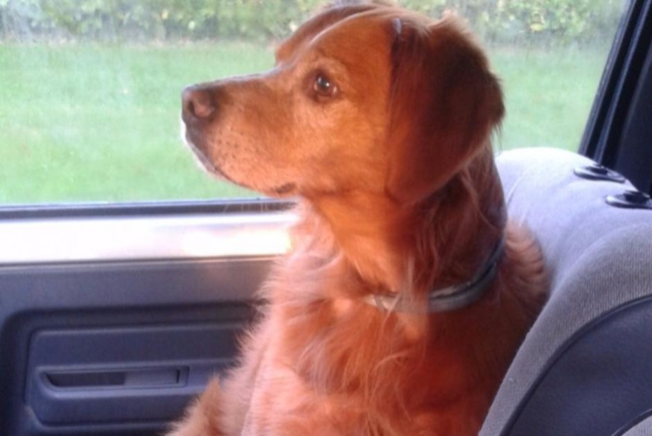 Alerta desaparecimento Cão  Macho , 13 anos Cugnaux France