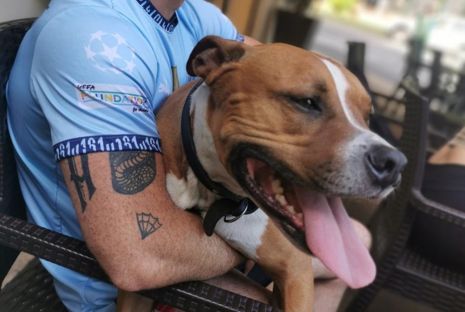 Alerta desaparecimento Cão Macho , 7 anos Toulouse France Alerta desaparecimento Cão Macho , 7 anos Toulouse France