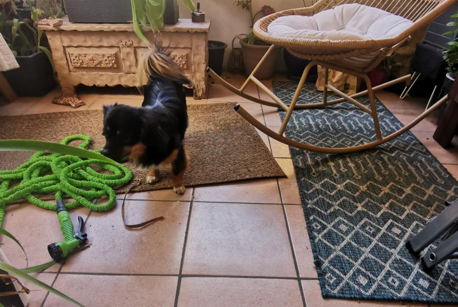 Alerta descoberta Cão cruzamento Macho Toulouse France