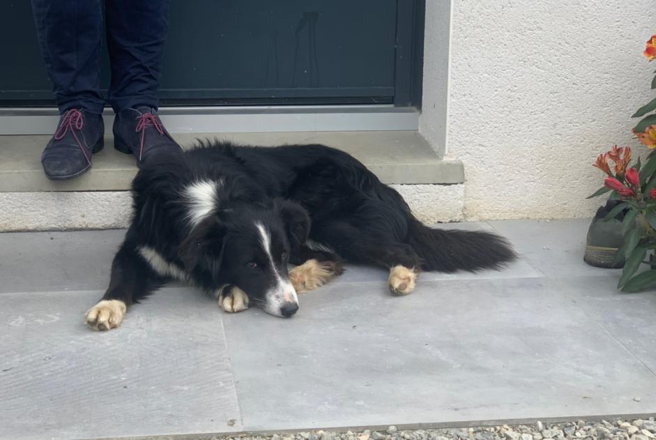 Alerta descoberta Cão cruzamento Macho Montaigut-sur-Save France