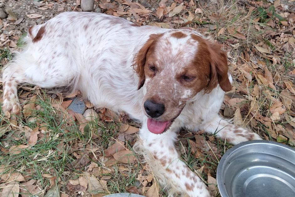 Alerta descoberta Cão  Macho Le Burgaud France