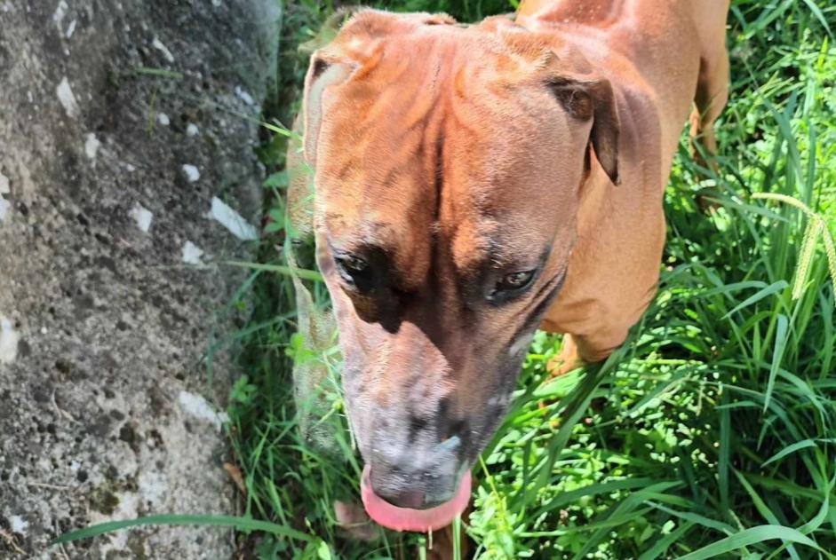Alerta descoberta Cão Macho Plaisance-du-Touch France