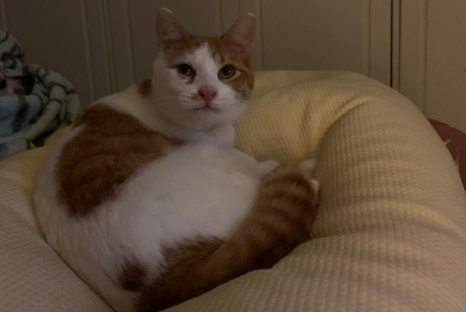 Alerta desaparecimento Gato cruzamento Macho , 3 anos Auriac-sur-Vendinelle France