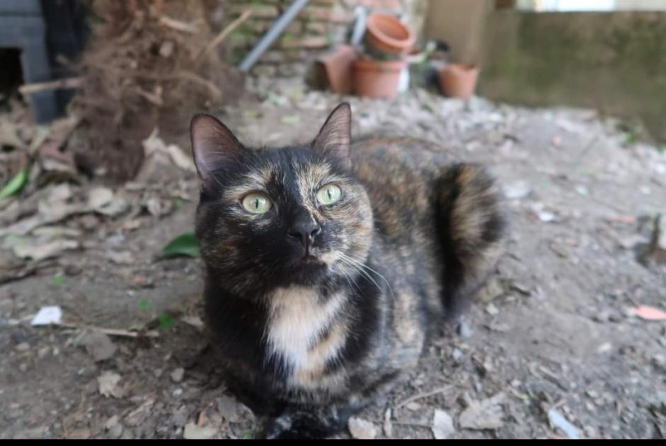 Alerta desaparecimento Gato  Fêmea , 2 anos Toulouse France