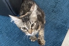 Alerta desaparecimento Gato Fêmea , 0 anos Montberon France