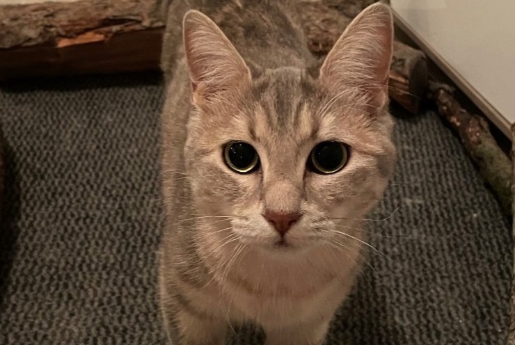 Alerta desaparecimento Gato Fêmea , 2 anos Palaminy France