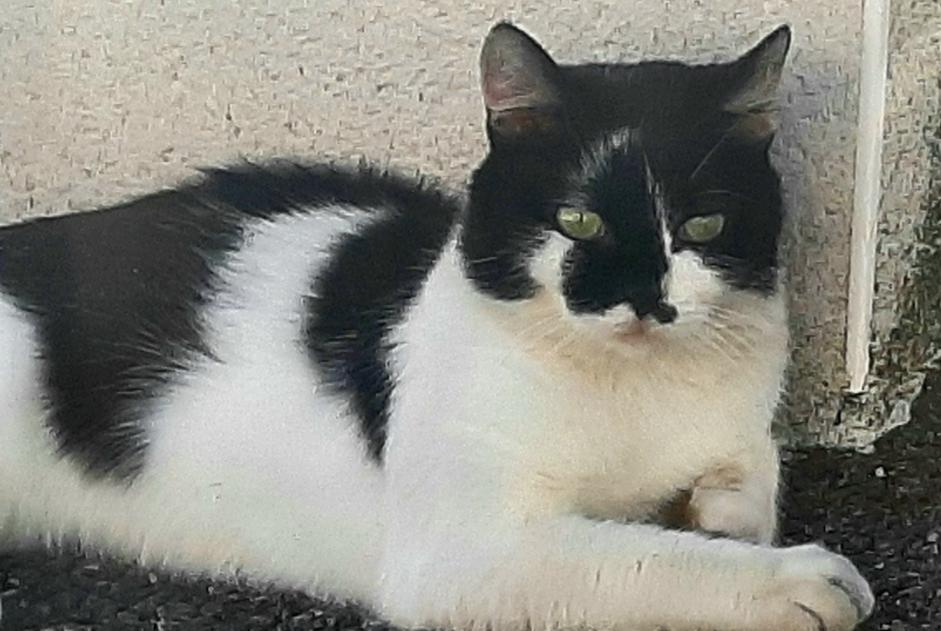 Alerta desaparecimento Gato cruzamento Macho , 2 anos Toulouse France