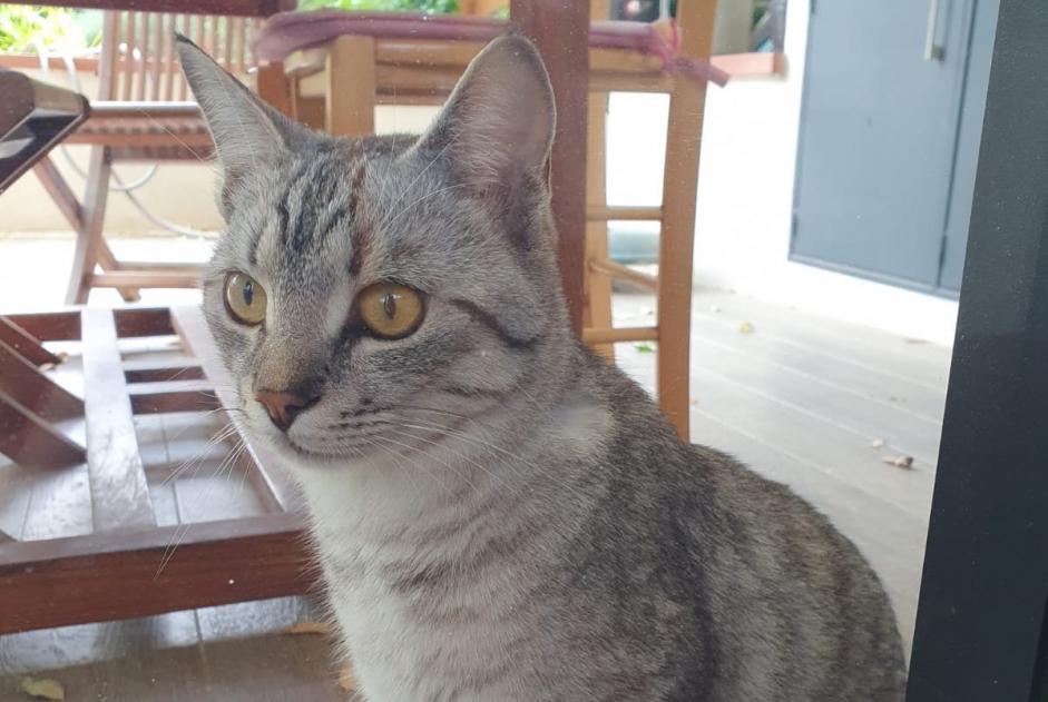 Alerta descoberta Gato Desconhecido Toulouse France