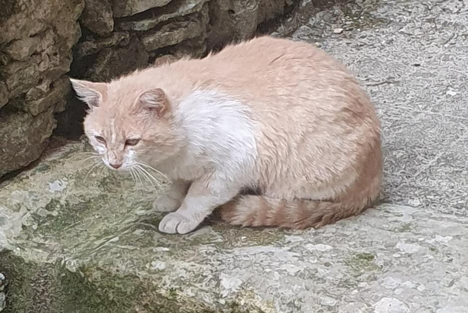 Alerta descoberta Gato Desconhecido Aurignac France