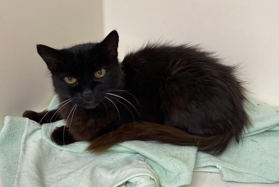 Alerta descoberta Gato cruzamento Fêmea , 15 anos Blagnac France