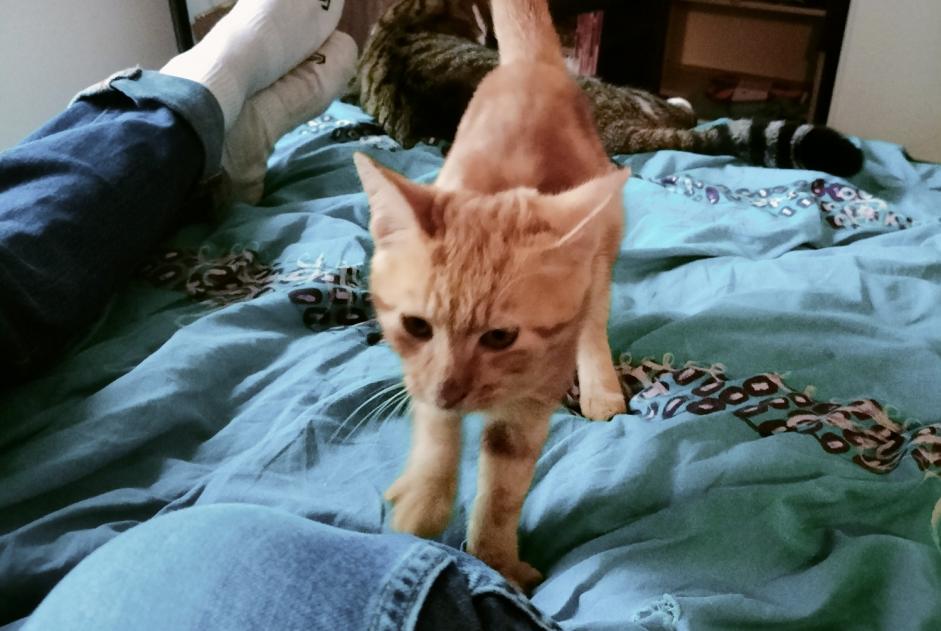 Alerta descoberta Gato Desconhecido , Entre 1 e 3 meses Saint-Orens-de-Gameville France