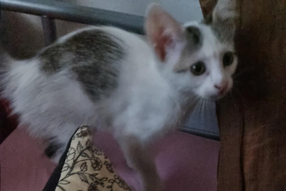 Alerta descoberta Gato Macho Toulouse France