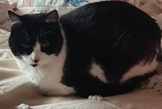 Alerta descoberta Gato  Macho Toulouse France